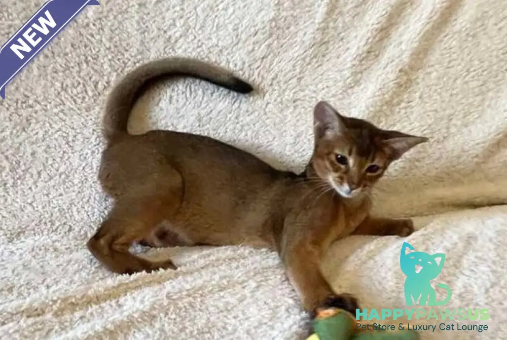 Boomer Abyssinian male black - live animals