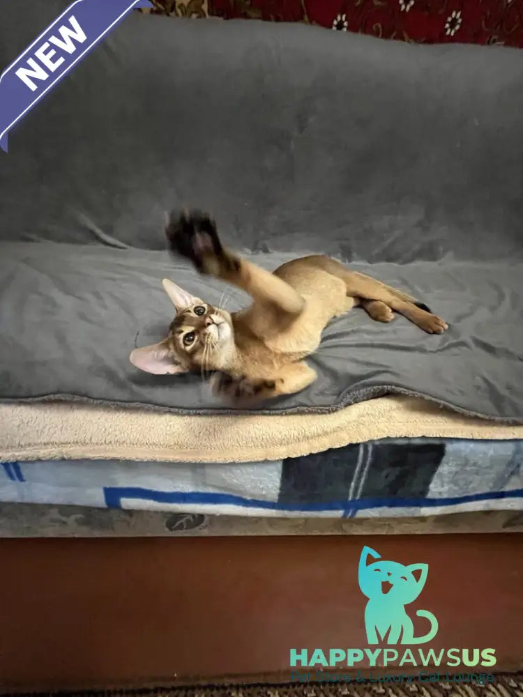 Boomer Abyssinian male black - live animals