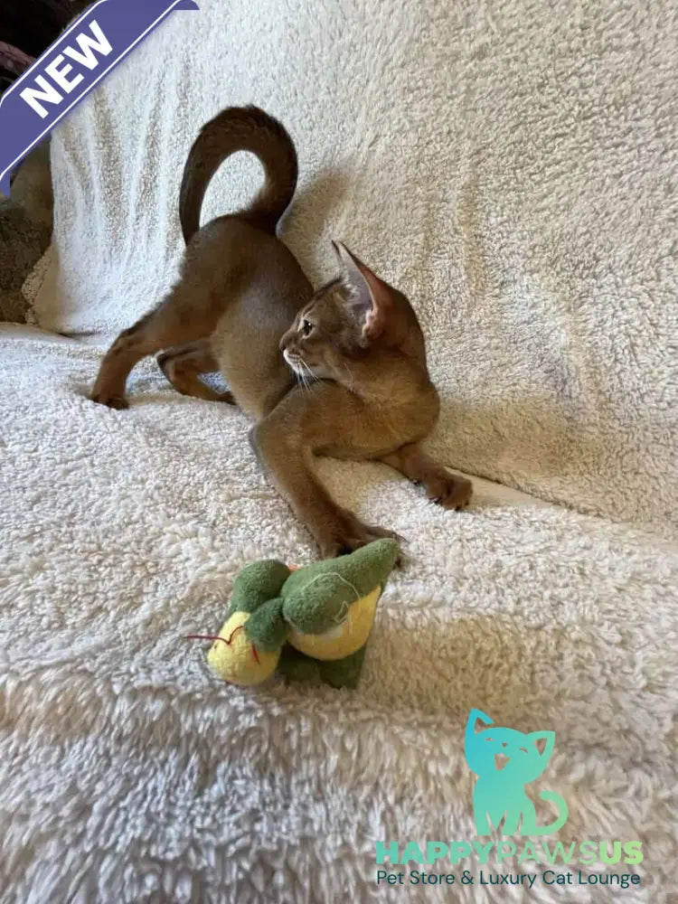 Boomer Abyssinian male black - live animals