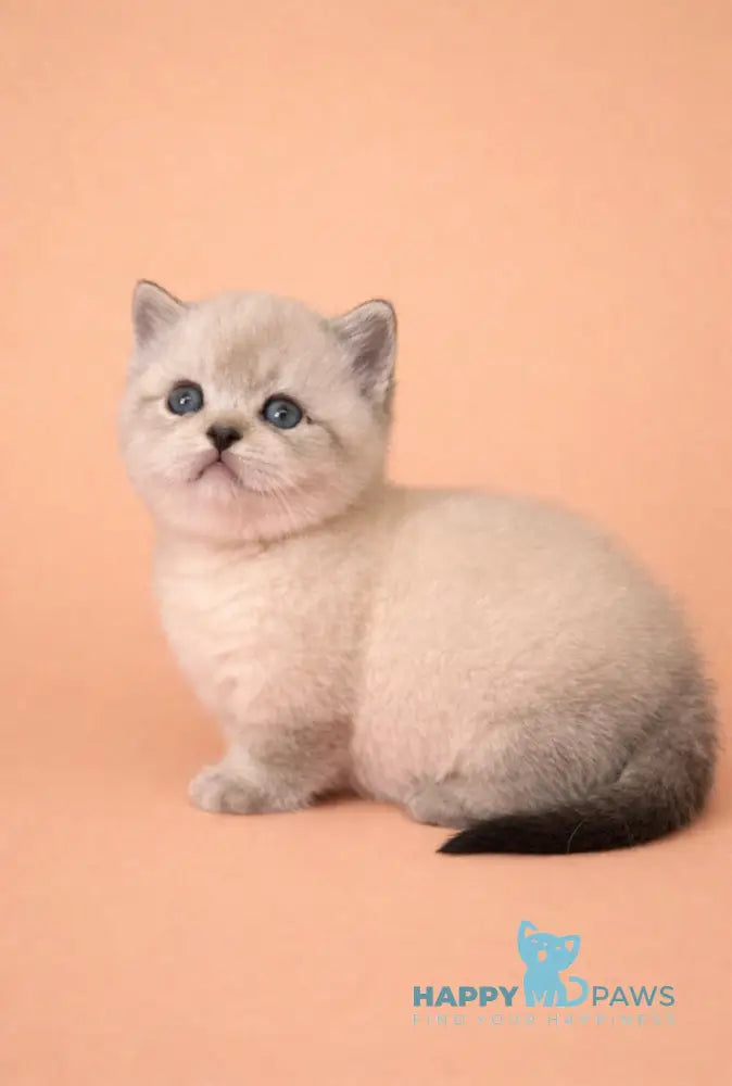 Boomer Munchkin male black tabby pointed live animals