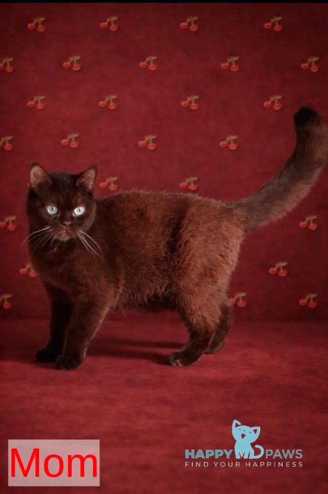 Boomer Munchkin male black tabby pointed live animals