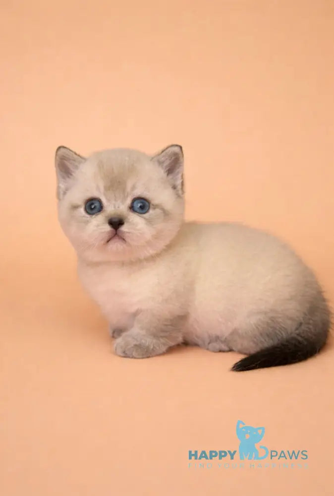 Boomer Munchkin male black tabby pointed live animals