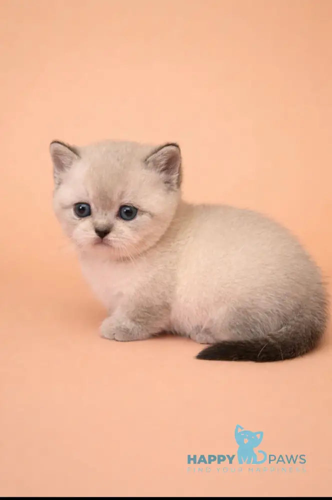 Boomer Munchkin male black tabby pointed live animals