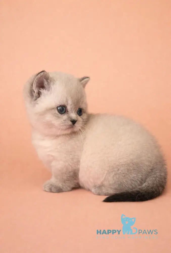 Boomer Munchkin male black tabby pointed live animals