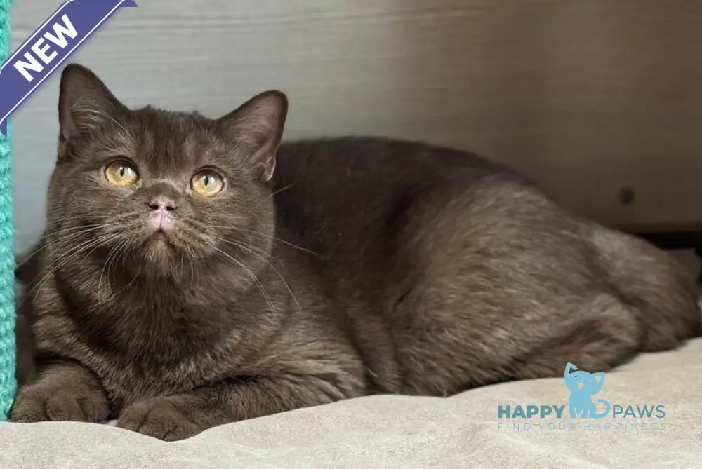 Bootsman British Shorthair male chocolate bicolour live animals