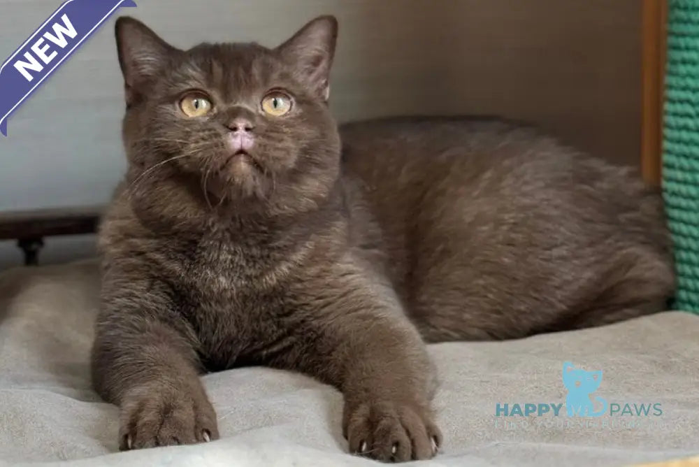Bootsman British Shorthair male chocolate bicolour live animals