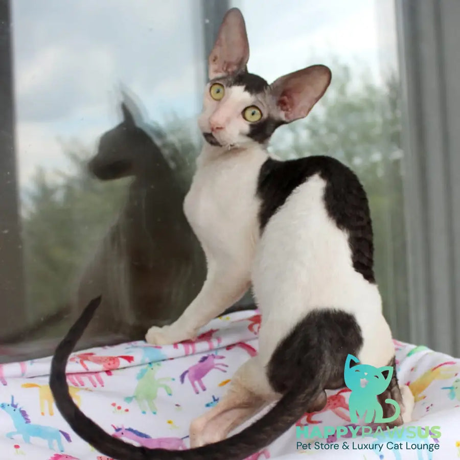 Boreas Cornish Rex male black bicolour - live animals
