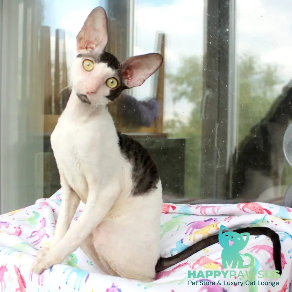 Boreas Cornish Rex male black bicolour - live animals