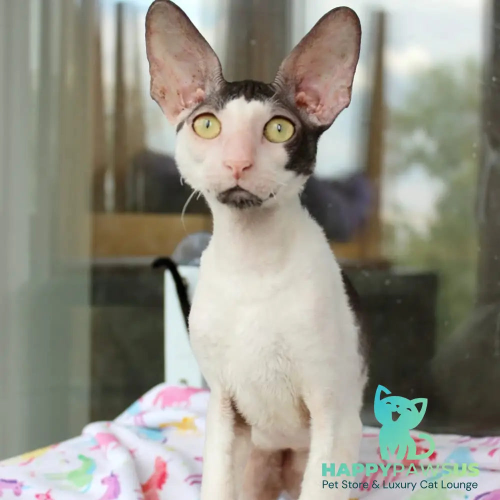 Boreas Cornish Rex male black bicolour - live animals