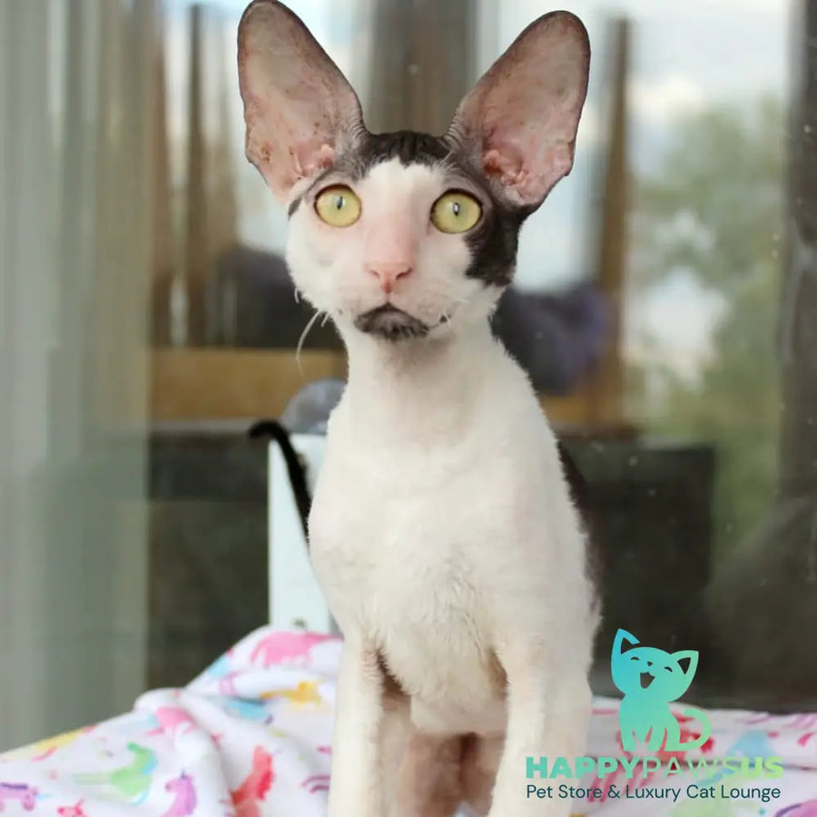 Boreas Cornish Rex male black bicolour - live animals