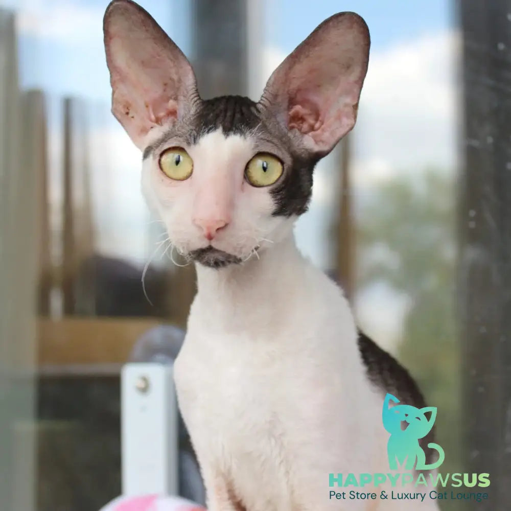 Boreas Cornish Rex male black bicolour - live animals