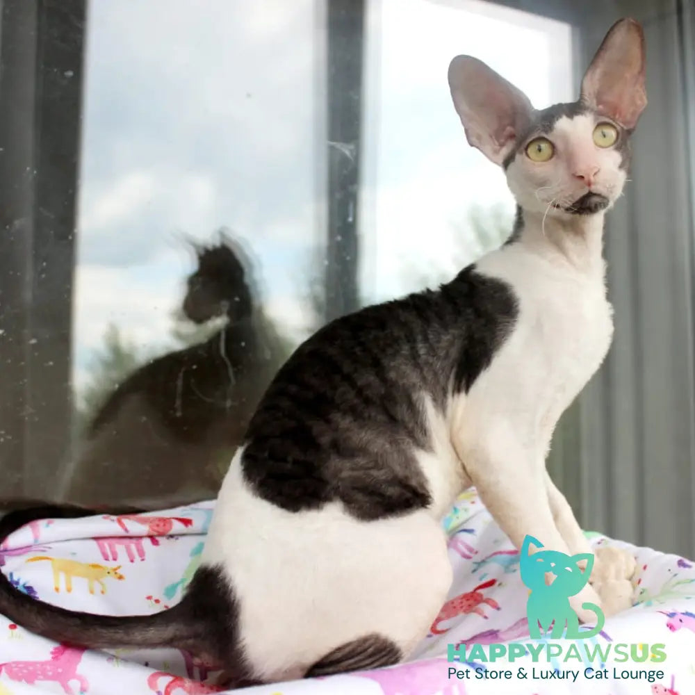 Boreas Cornish Rex male black bicolour - live animals