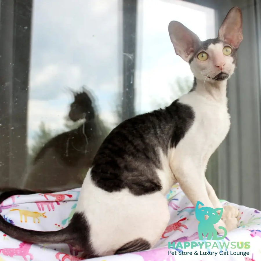 Boreas Cornish Rex male black bicolour - live animals