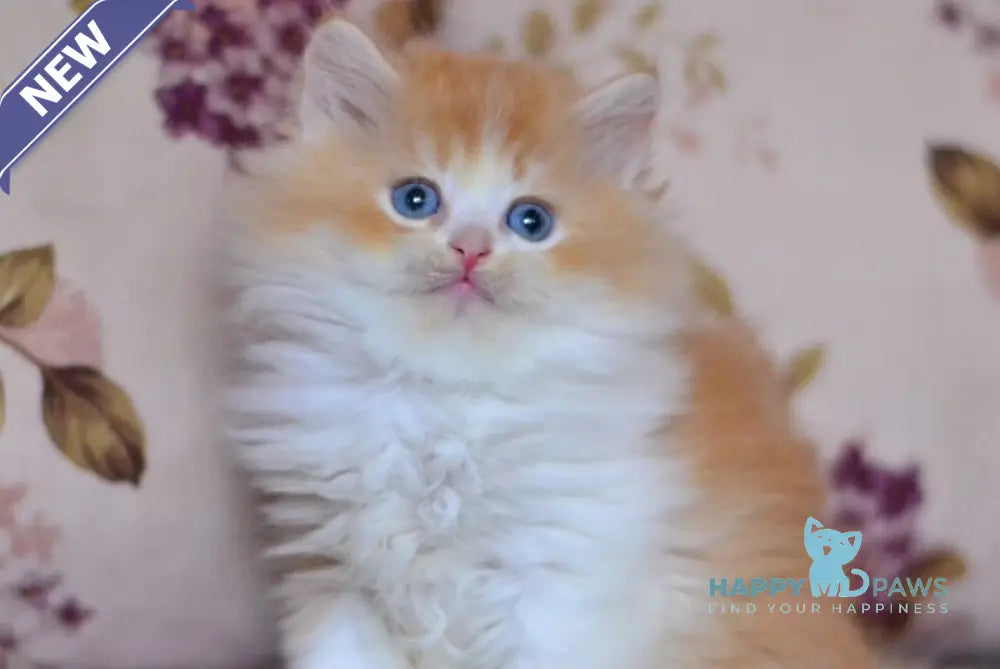 Boris British Longhair male red golden shaded bicolour live animals