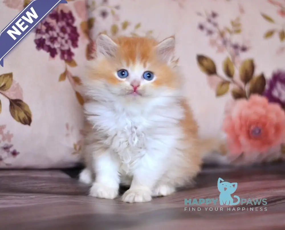Boris British Longhair male red golden shaded bicolour live animals
