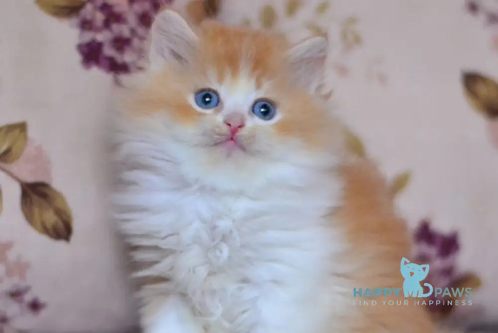 Boris British Longhair male red golden shaded bicolour live animals
