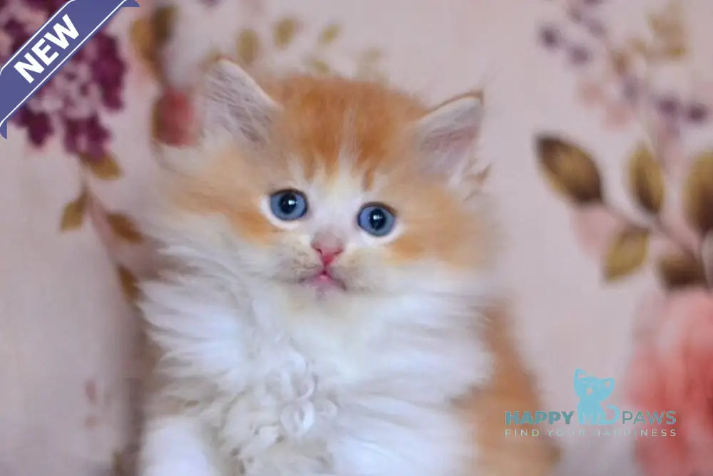 Boris British Longhair male red golden shaded bicolour live animals
