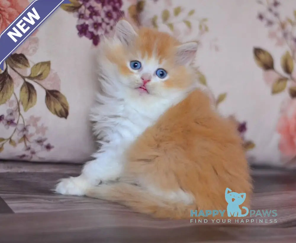 Boris British Longhair male red golden shaded bicolour live animals