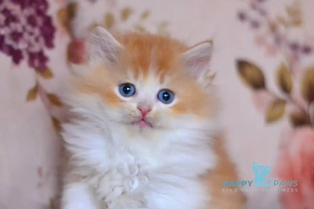 Boris British Longhair male red golden shaded bicolour live animals