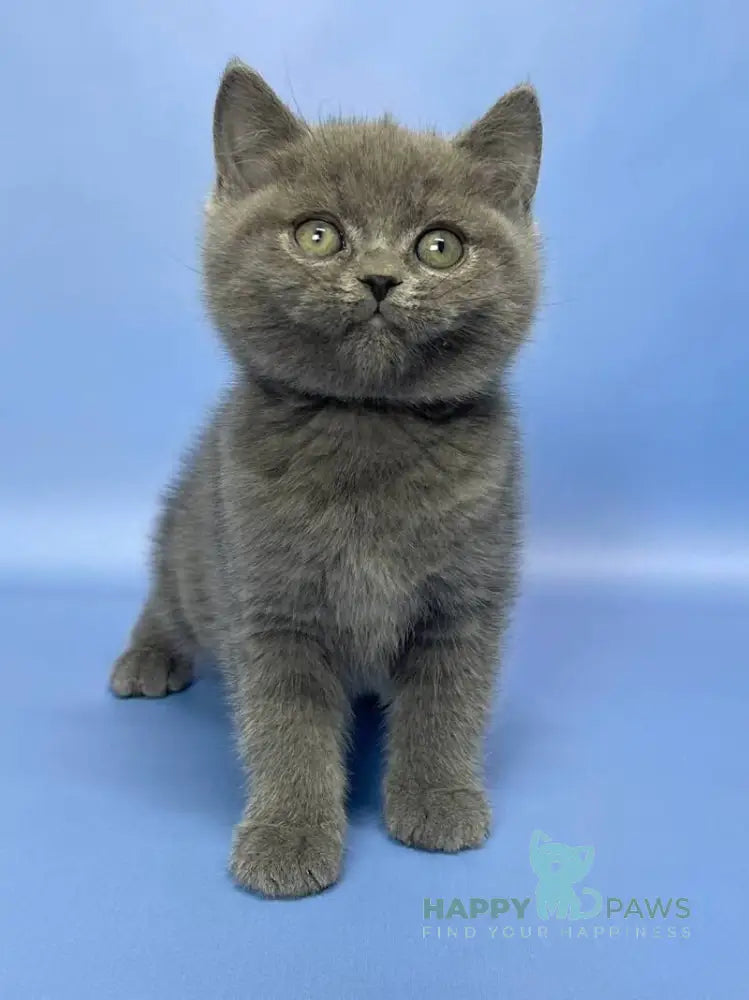 Boris British Shorthair male blue live animals