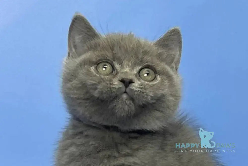 Boris British Shorthair male blue live animals
