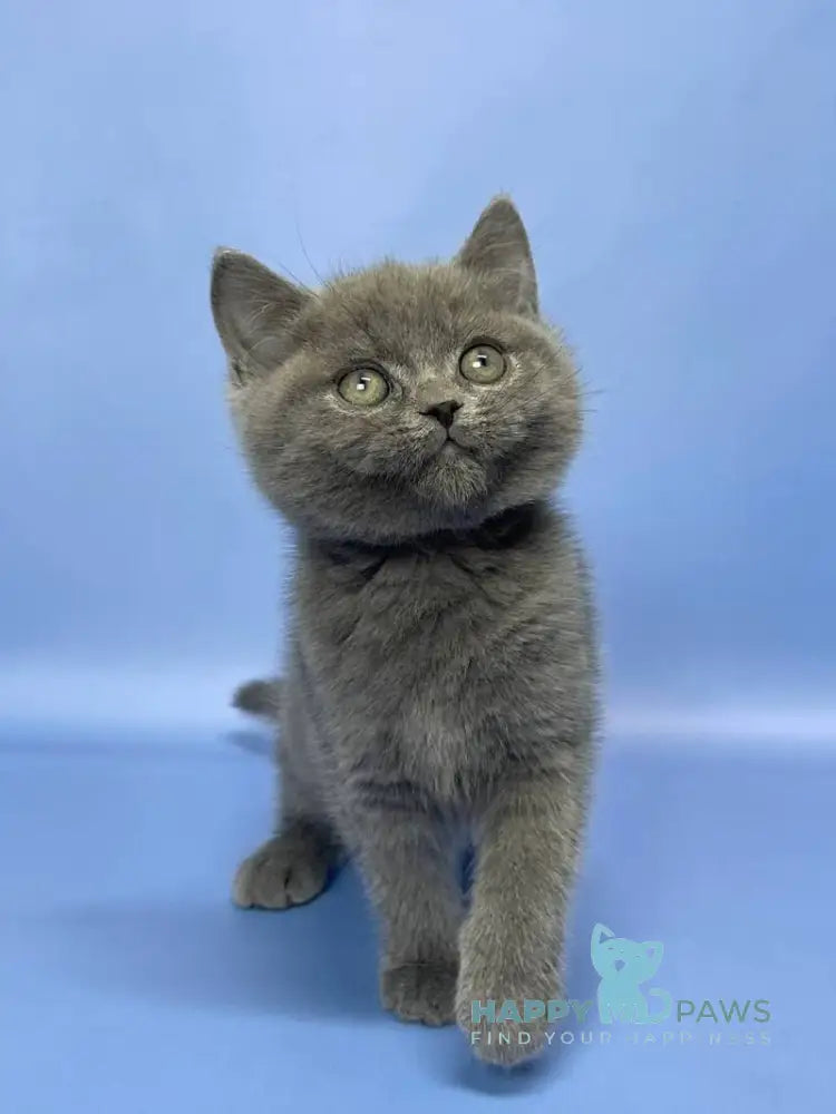 Boris British Shorthair male blue live animals
