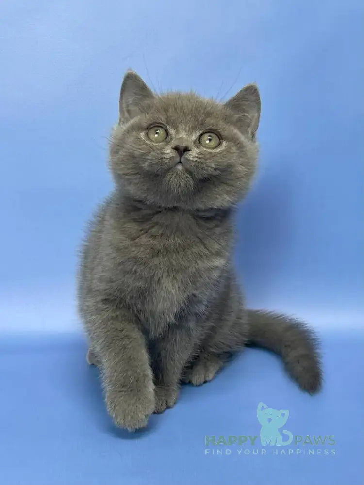 Boris British Shorthair male blue live animals