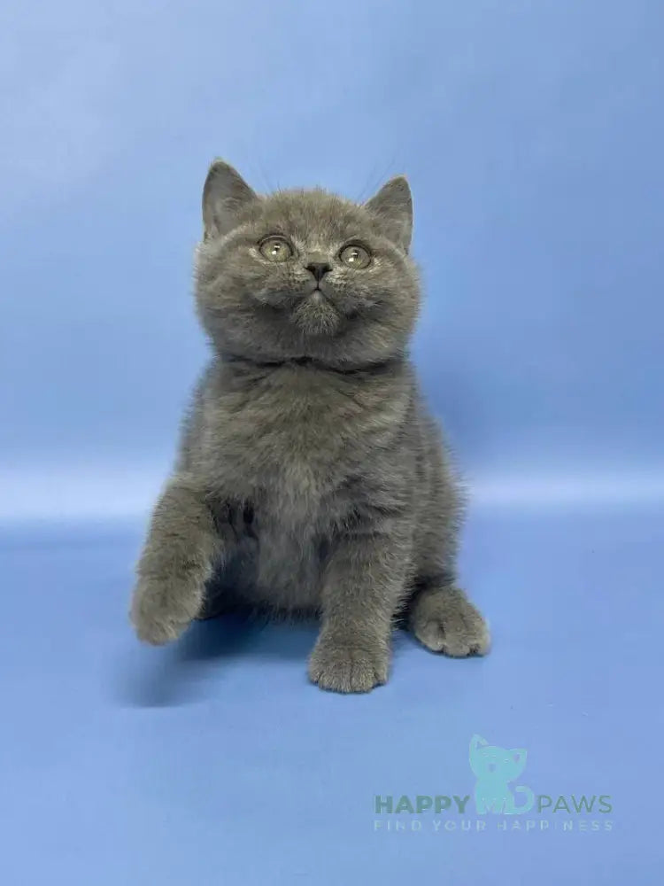 Boris British Shorthair male blue live animals