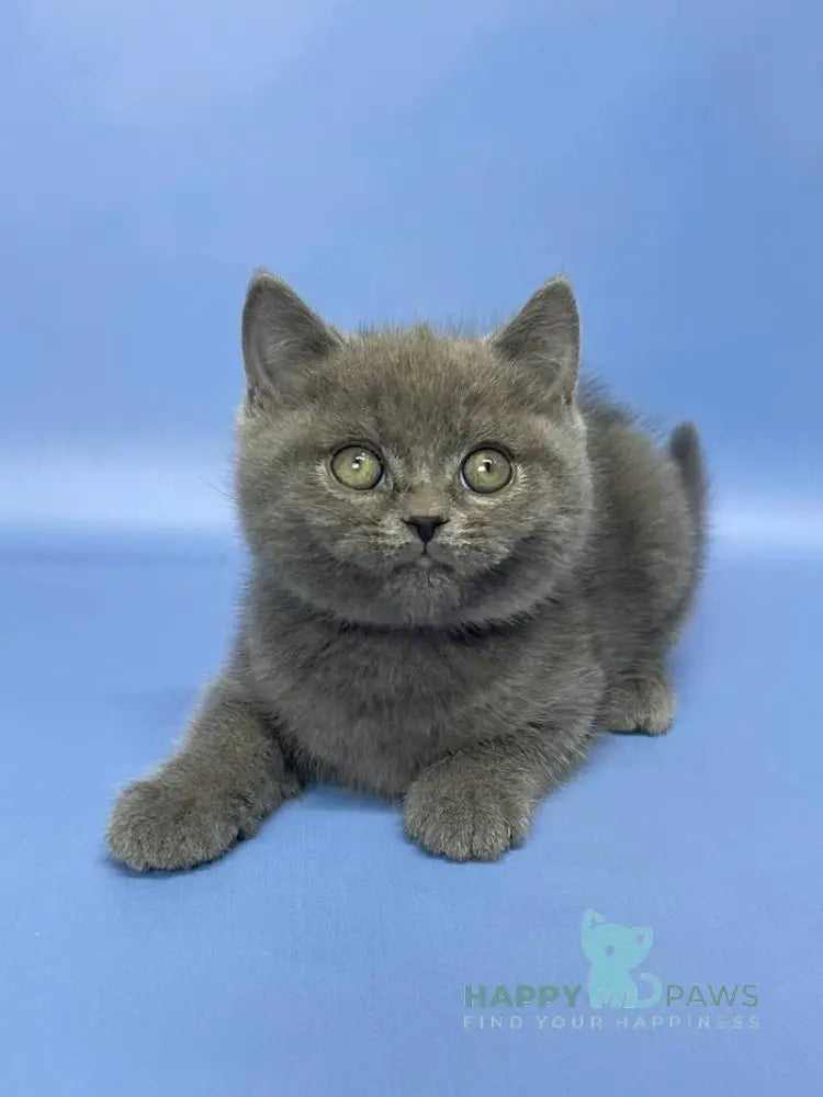 Boris British Shorthair male blue live animals