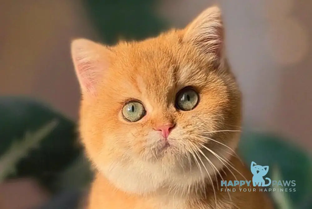 Boris British Shorthair male chocolate golden chinchilla live animals