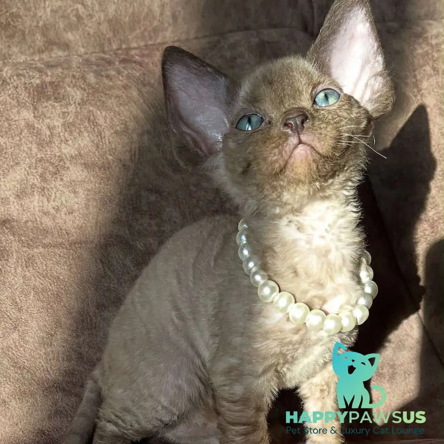Boris Devon Rex female chocolate pointed - live animals