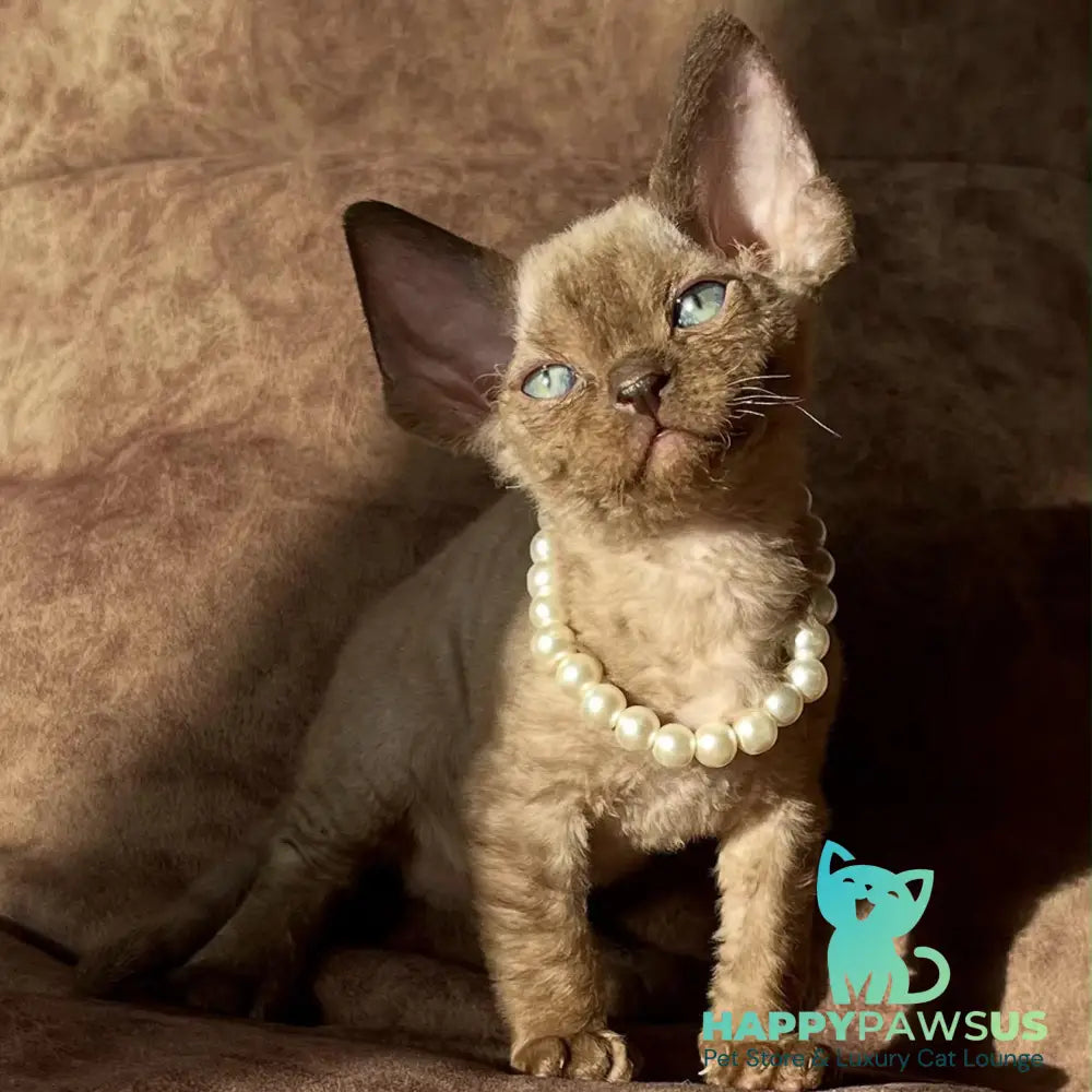Boris Devon Rex female chocolate pointed - live animals