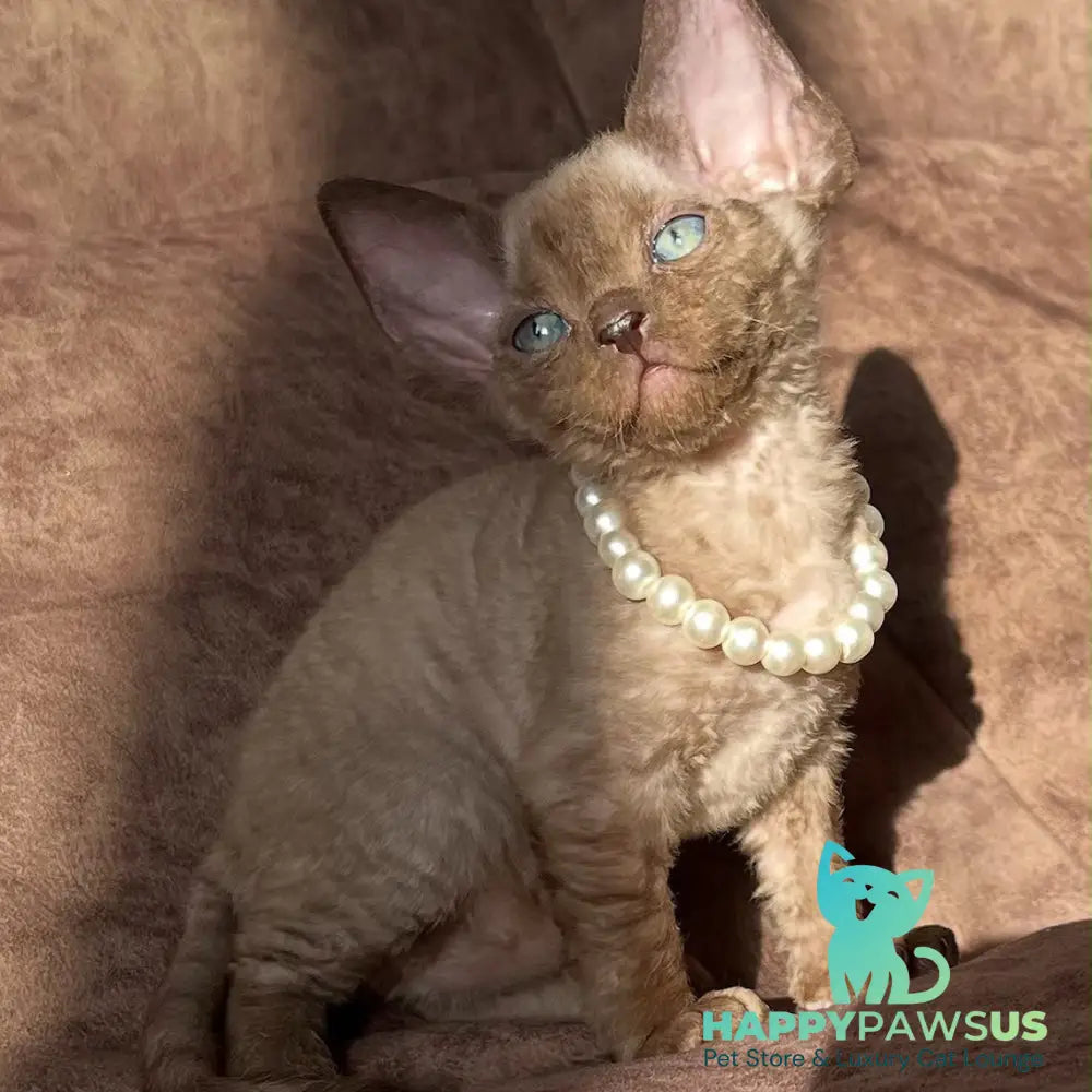 Boris Devon Rex female chocolate pointed - live animals