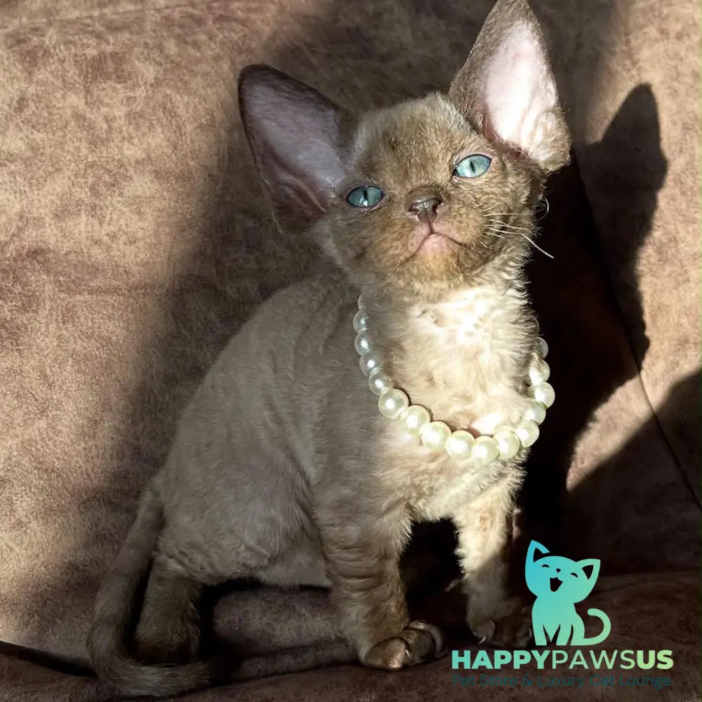 Boris Devon Rex female chocolate pointed - live animals