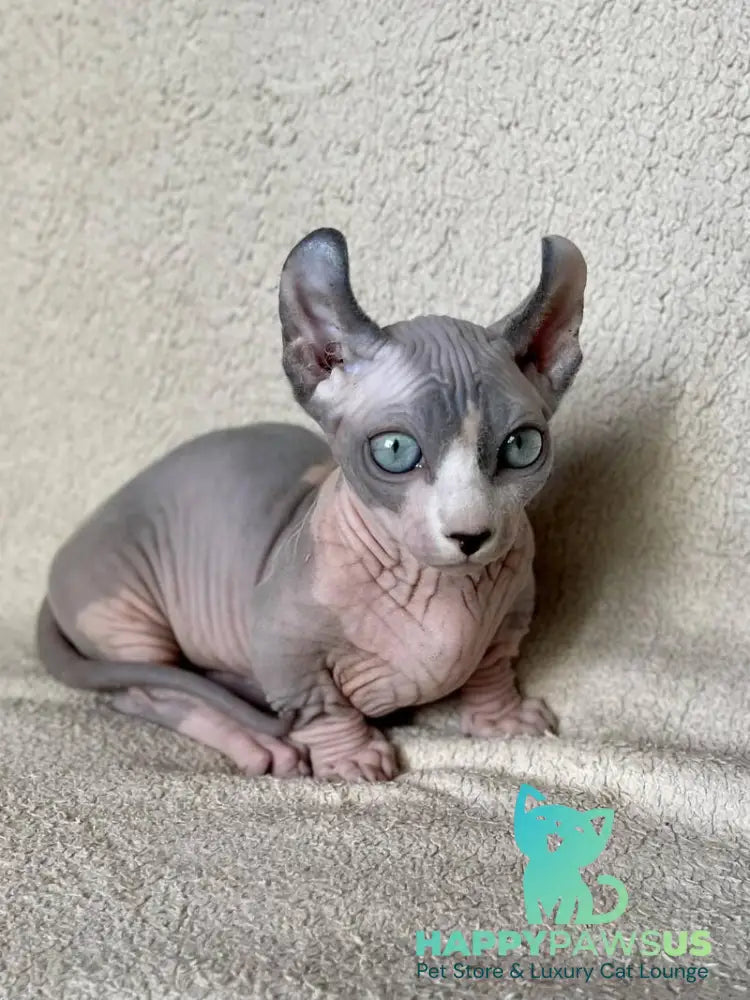 Boris Dwelf male blue bicolour - live animals