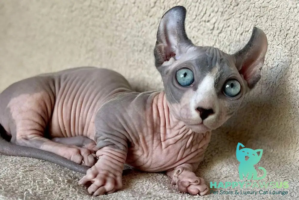 Boris Dwelf male blue bicolour - live animals