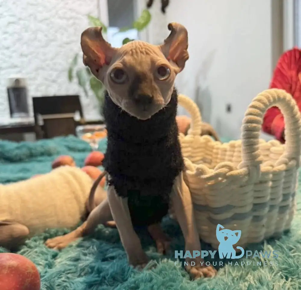 Boris Elf male black mink live animals