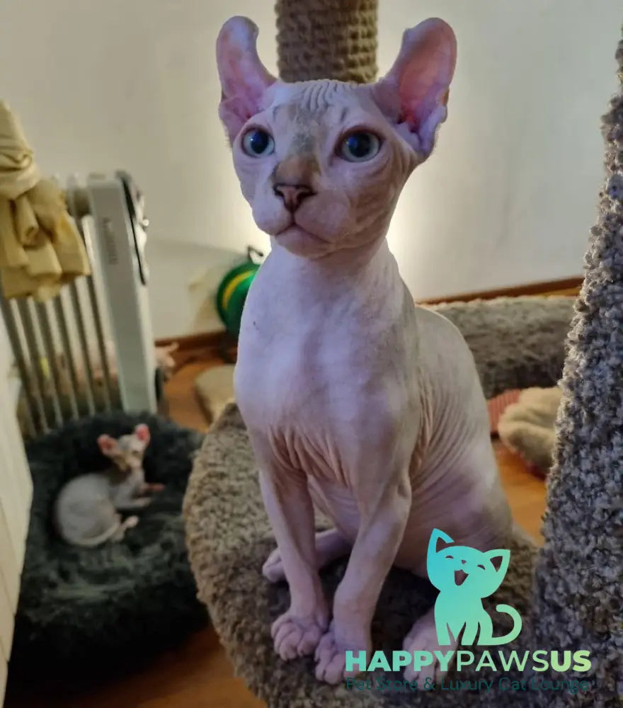 Boris Elf male chocolate tabby bicolour pointed live animals