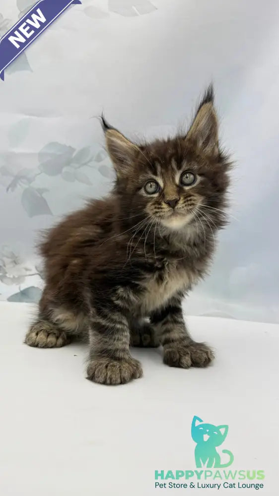 Boris Maine Coon polydactyl male black tabby - live animals