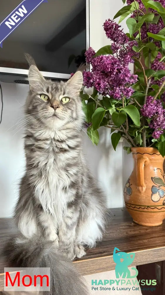 Boris Maine Coon polydactyl male black tabby - live animals