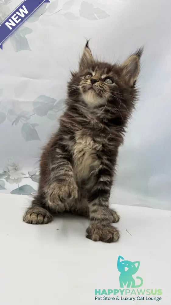 Boris Maine Coon polydactyl male black tabby - live animals