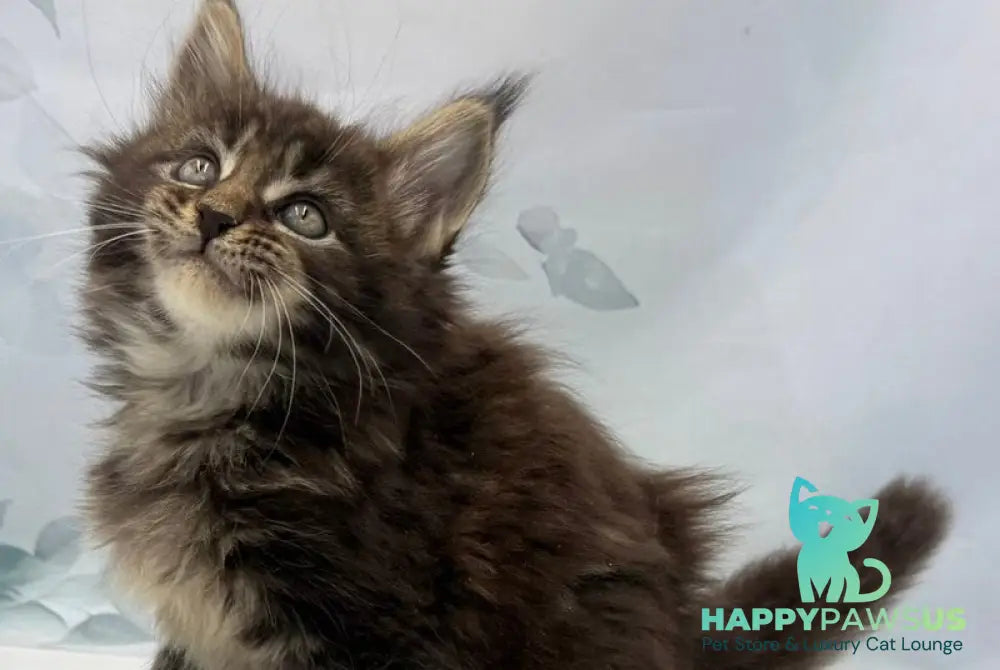 Boris Maine Coon polydactyl male black tabby - live animals