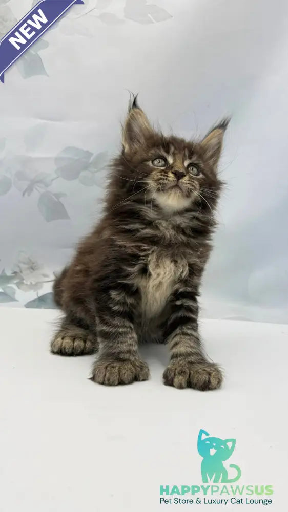 Boris Maine Coon polydactyl male black tabby - live animals