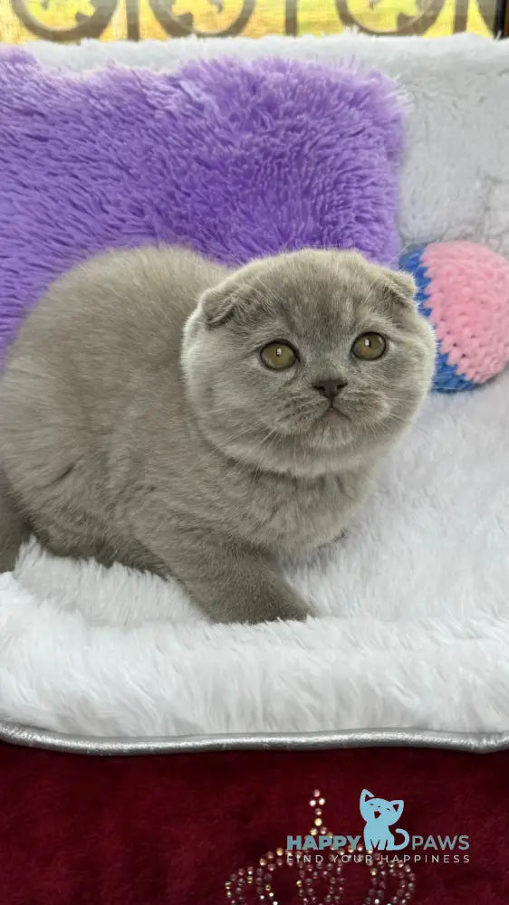 Boris Scottish Fold male lilac live animals