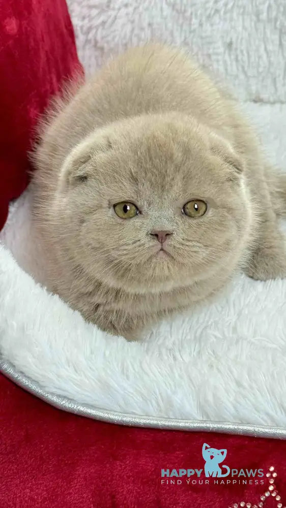 Boris Scottish Fold male lilac live animals