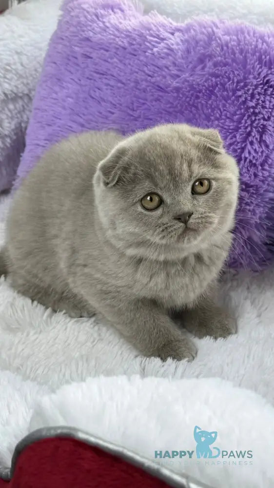 Boris Scottish Fold male lilac live animals