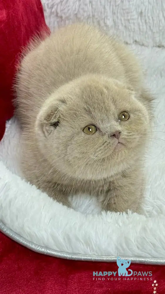 Boris Scottish Fold male lilac live animals