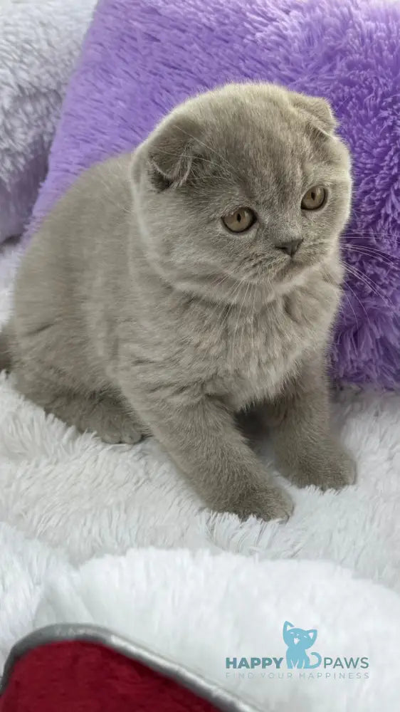 Boris Scottish Fold male lilac live animals