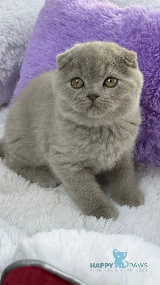 Boris Scottish Fold male lilac live animals