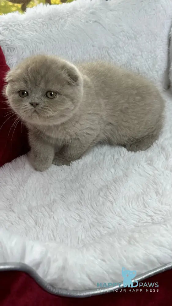 Boris Scottish Fold male lilac live animals